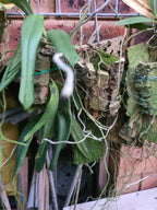 Species Angraecum Articulatum (Fragrant)