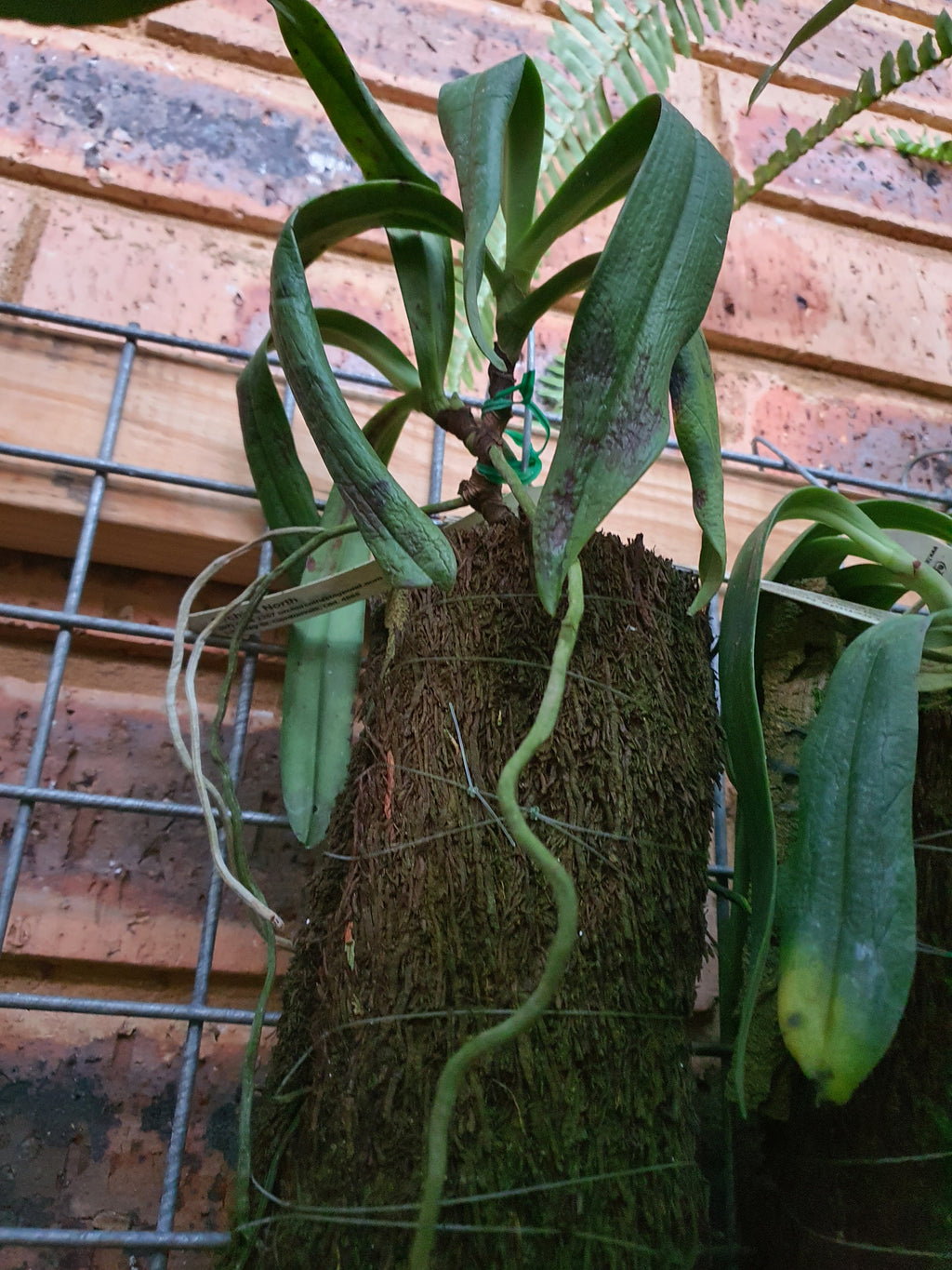 Species Angraecum Articulatum (Fragrant)