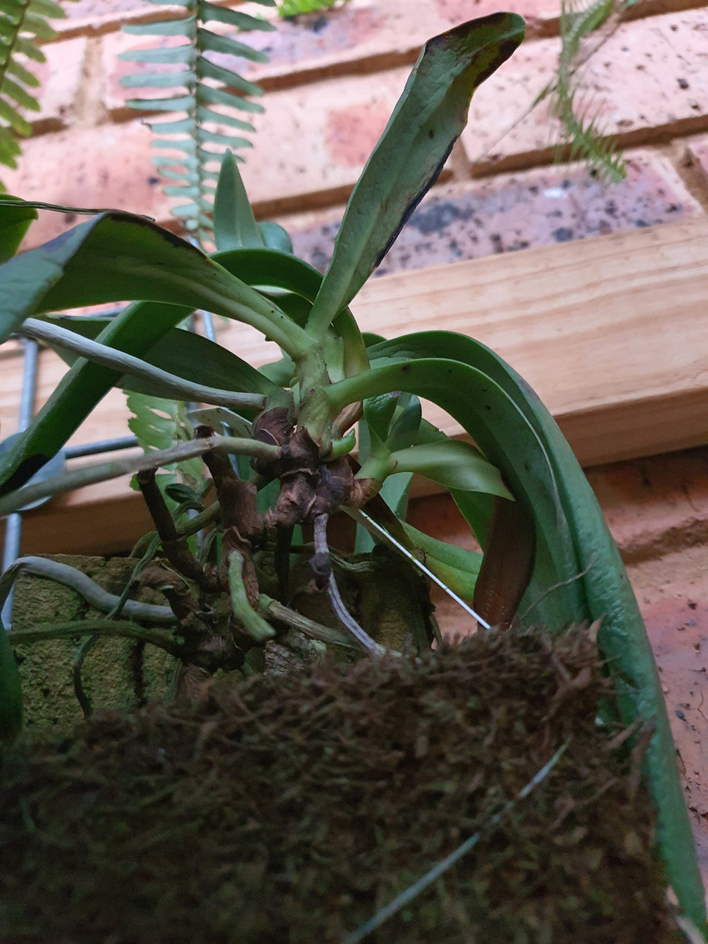 Species Angraecum Articulatum (Fragrant)
