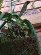 Species Angraecum Articulatum (Fragrant)