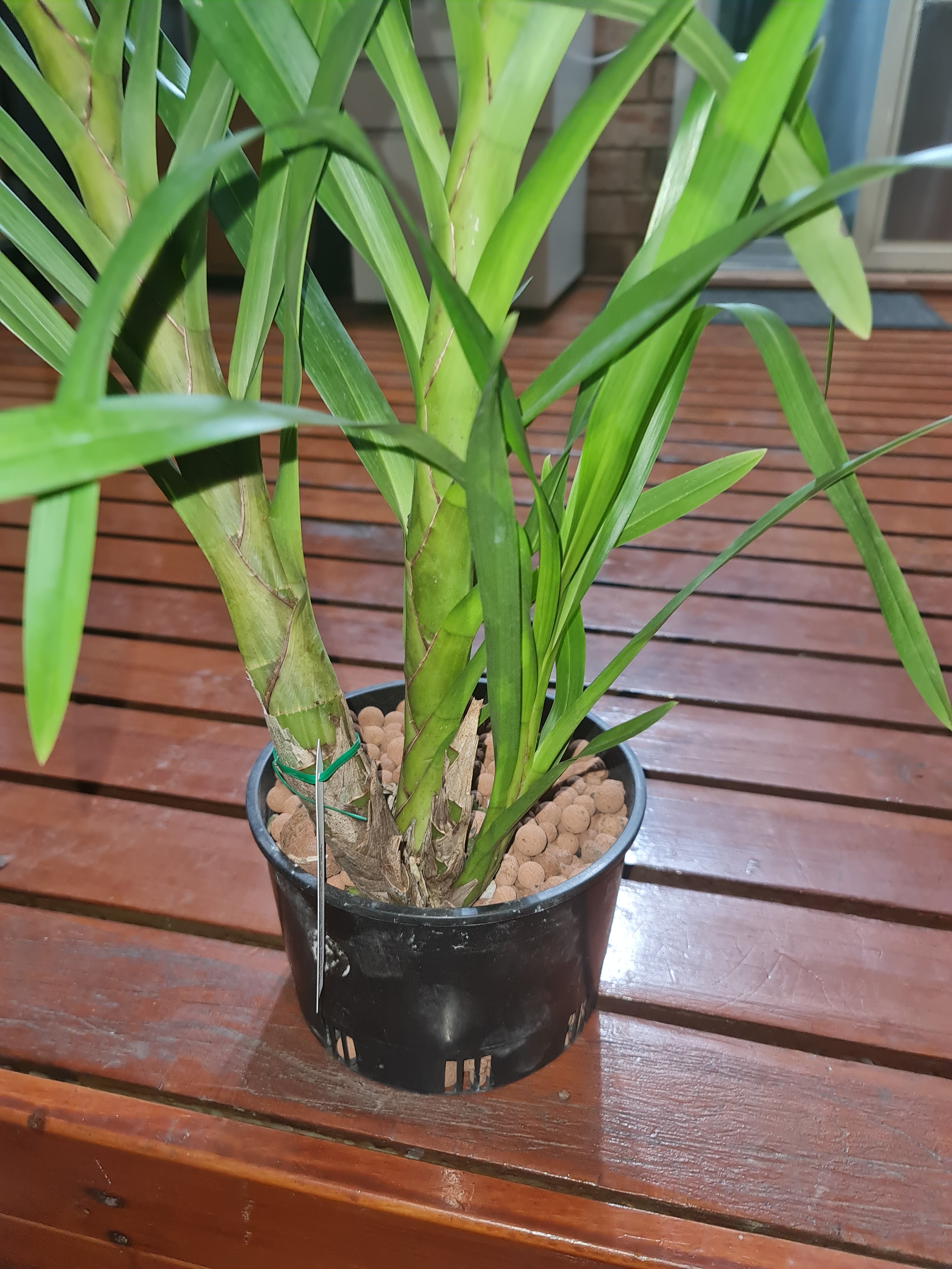GRAMMATOPHYLLUM SPECIOSUM (Tiger Orchid) Frgrant Secondary image