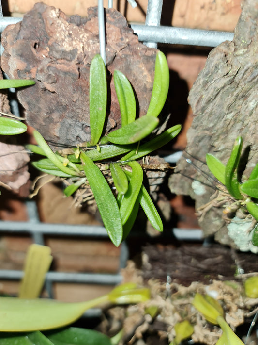 Bulbophyllum shepherdii