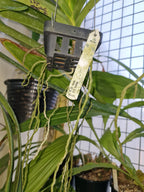 Vanda Dr. Anek V. Sirilak (In Buds Now)