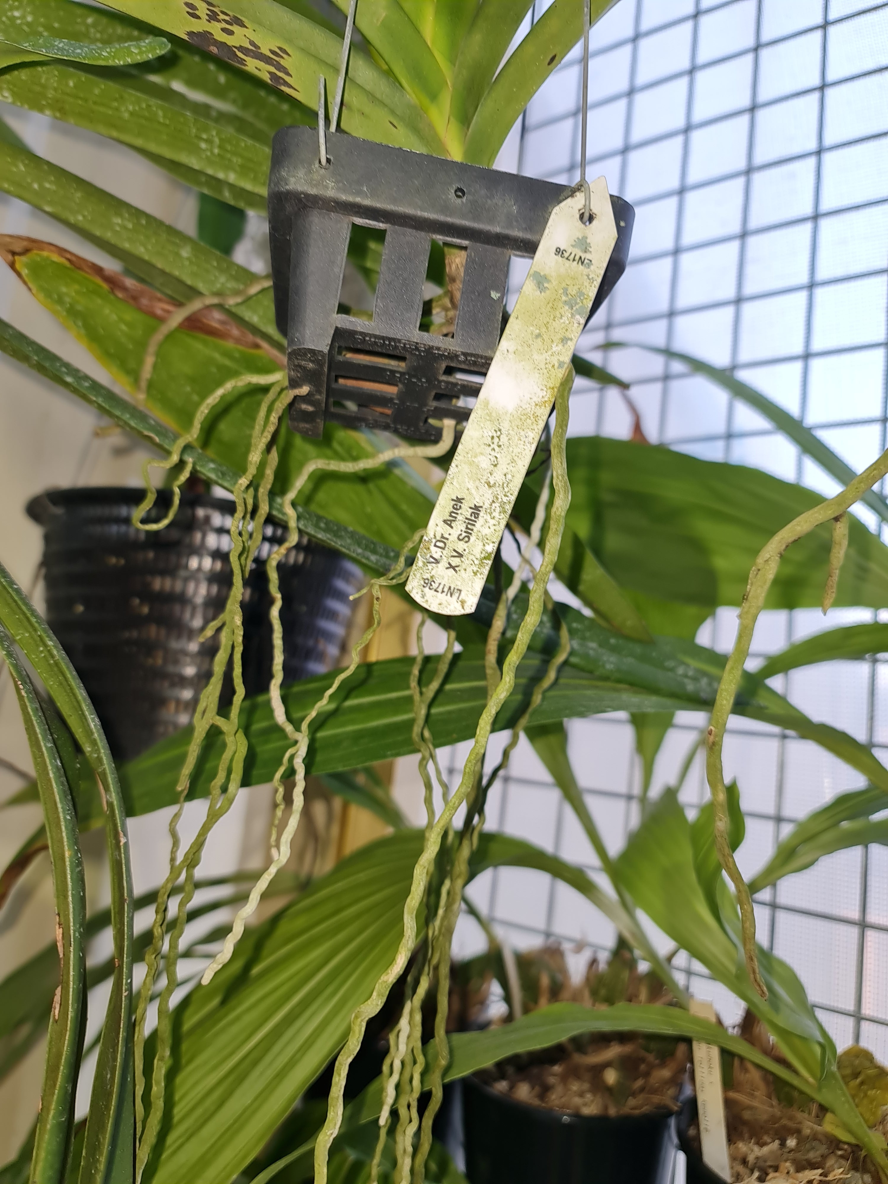 Vanda Dr. Anek V. Sirilak (In Buds Now)