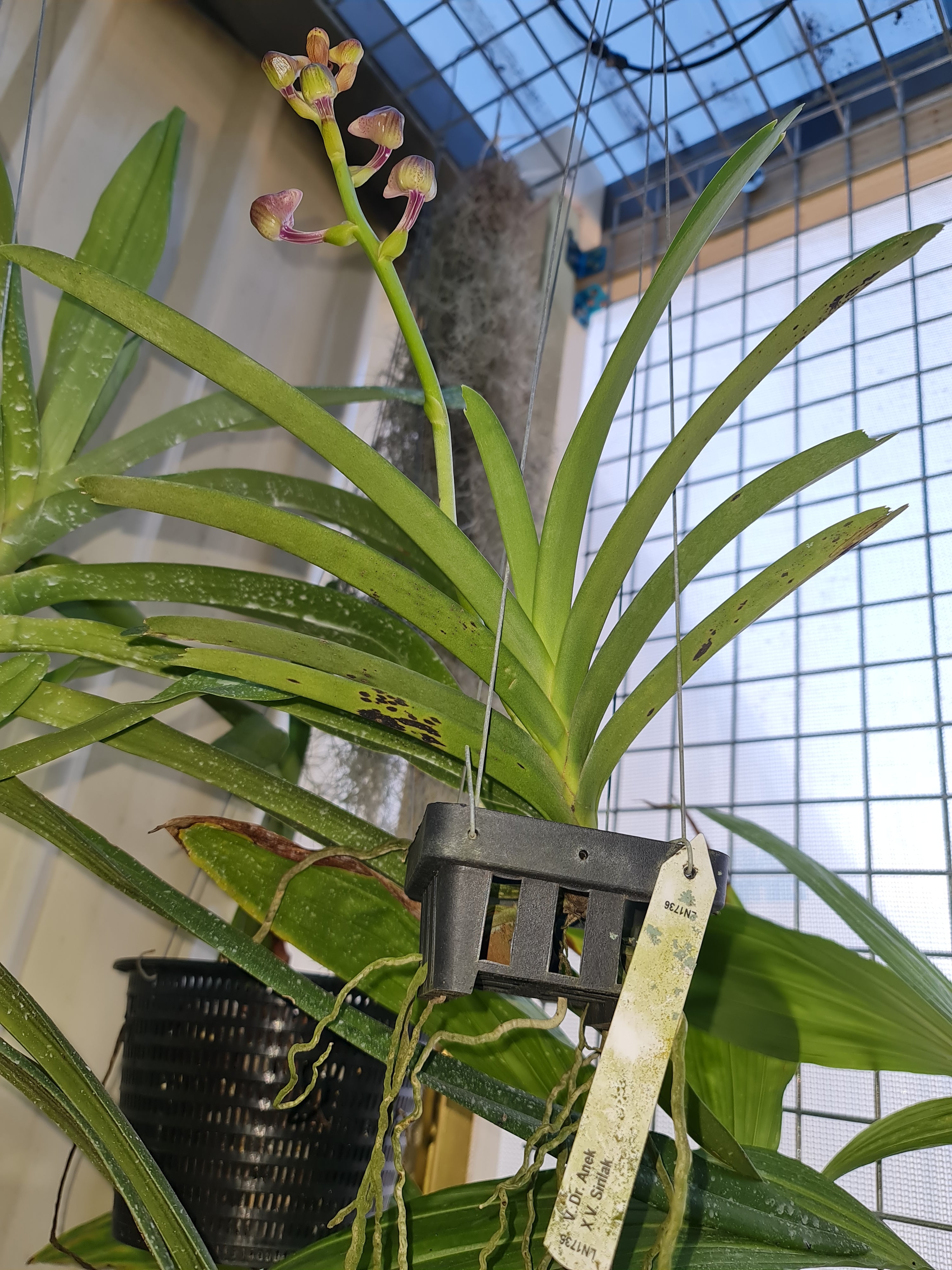 Vanda Dr. Anek V. Sirilak (In Buds Now)