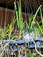 Papilionanda Jokenny