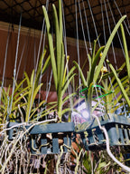 Papilionanda Jokenny