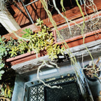 Papilionanda Jokenny