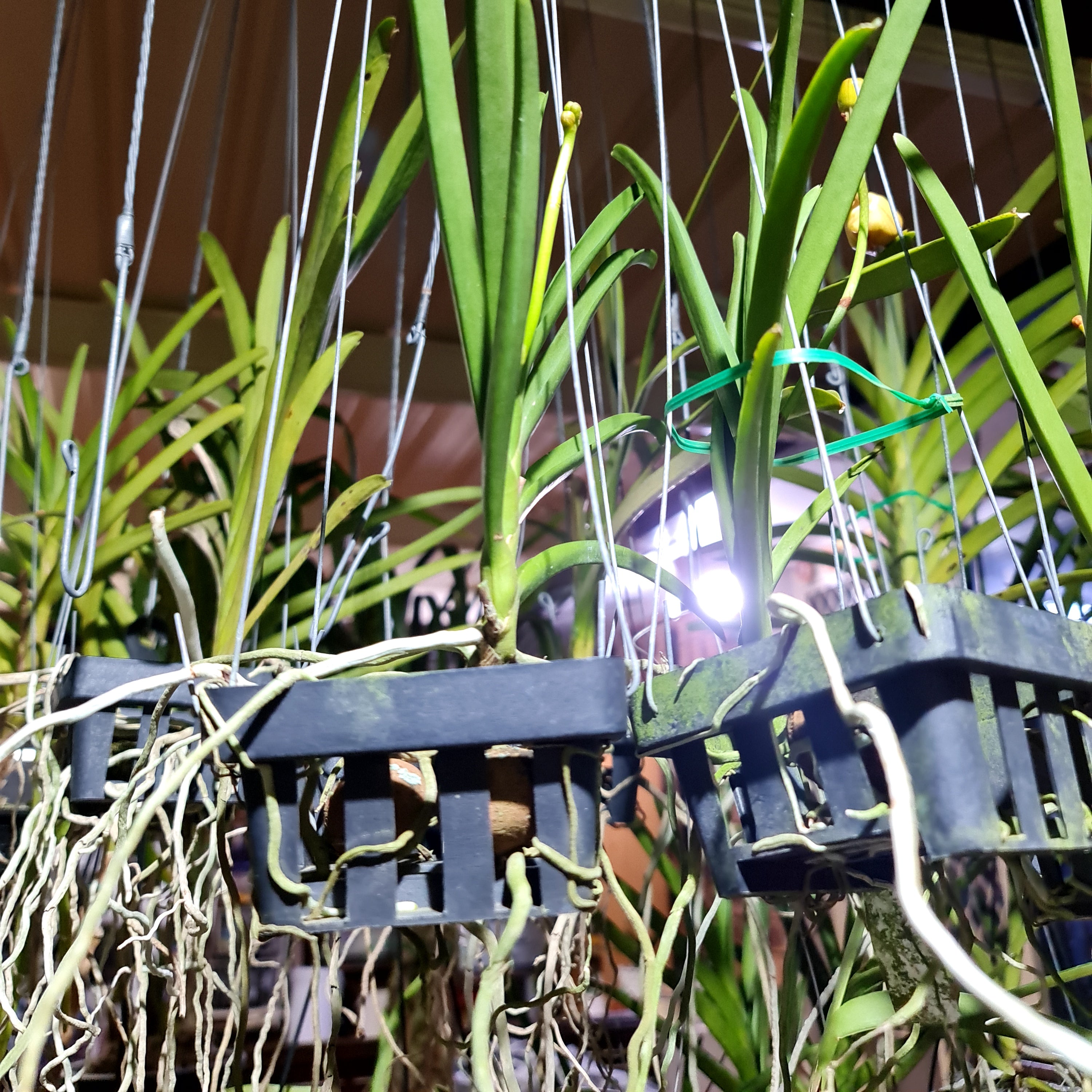 Papilionanda Jokenny