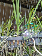 Papilionanda Jokenny