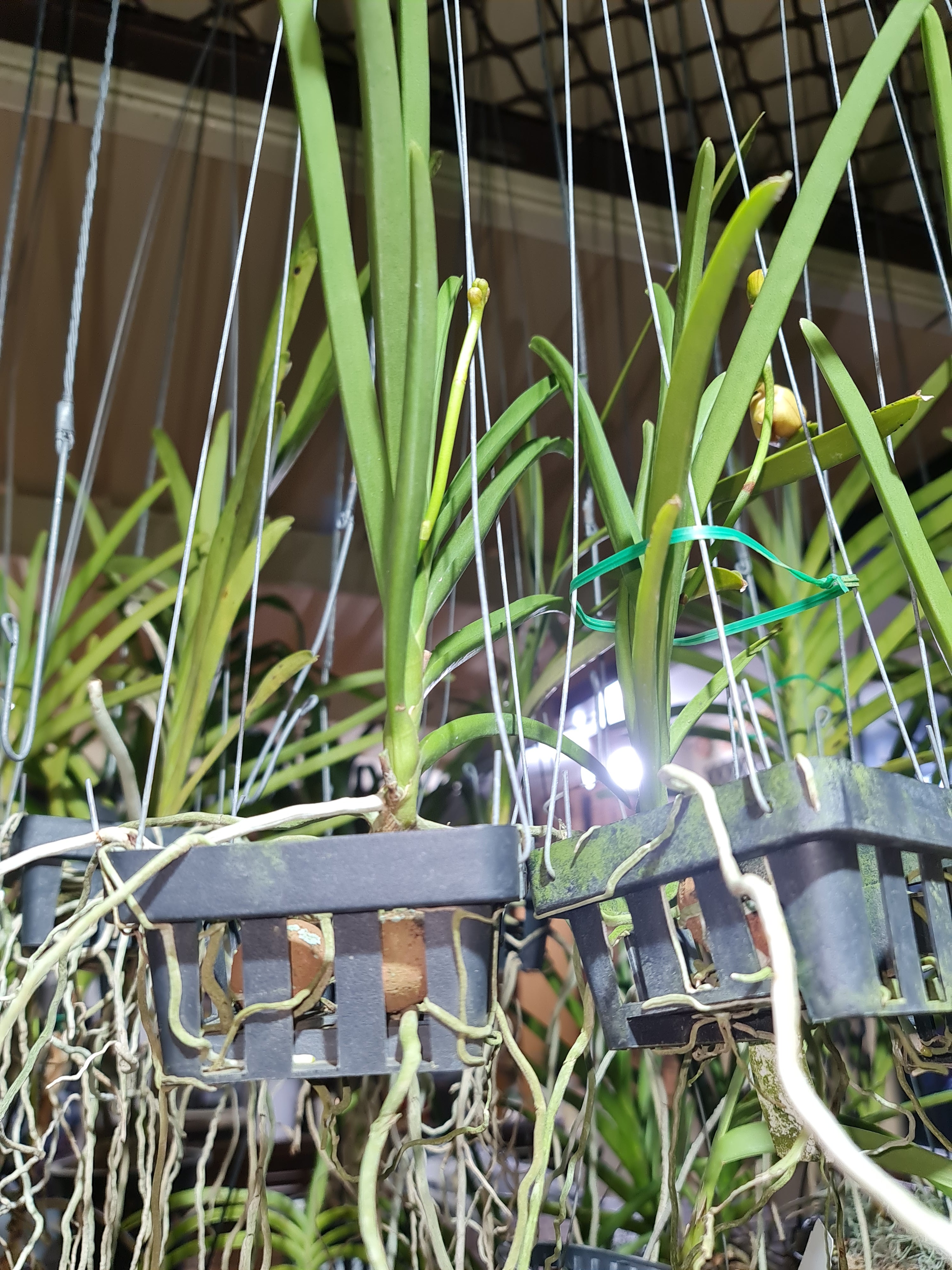 Papilionanda Jokenny