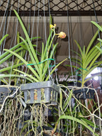 Papilionanda Jokenny