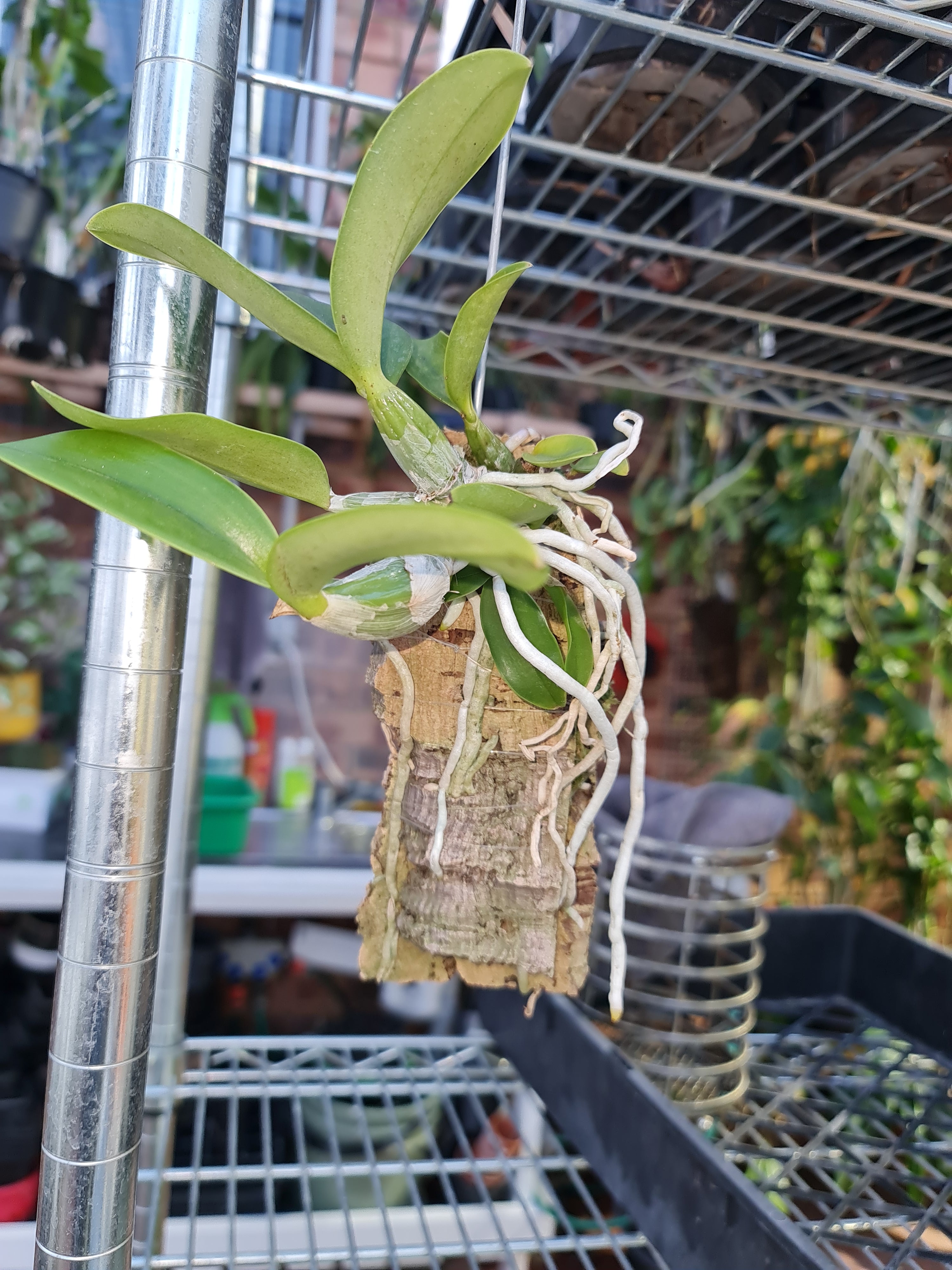 Cattleya Nobilior Coerulea Var Do Sertoo Secondary image