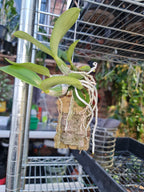 Cattleya Nobilior Coerulea Var Do Sertoo