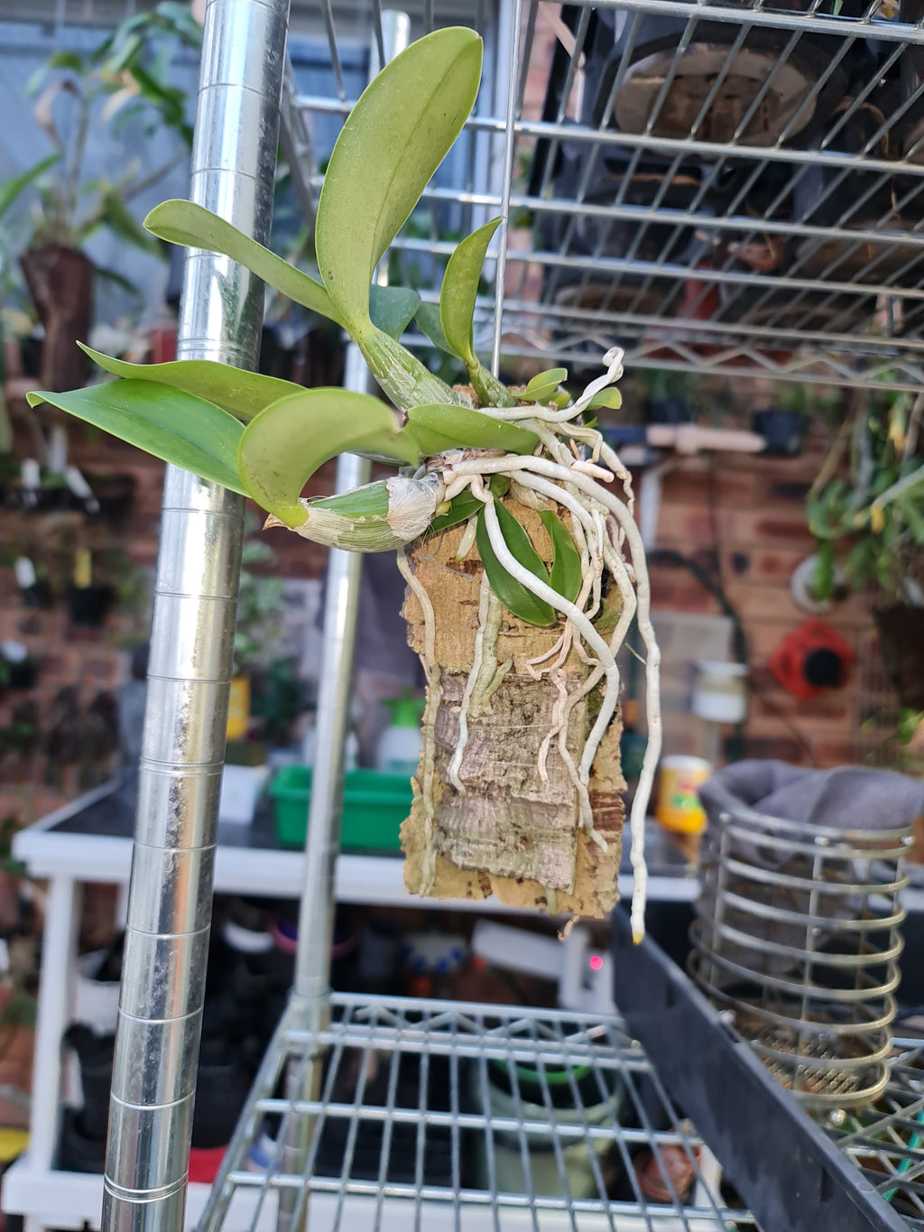 Cattleya Nobilior Coerulea Var Do Sertoo
