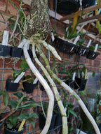 Fragrant Dendrobium Pulchellum (From India)