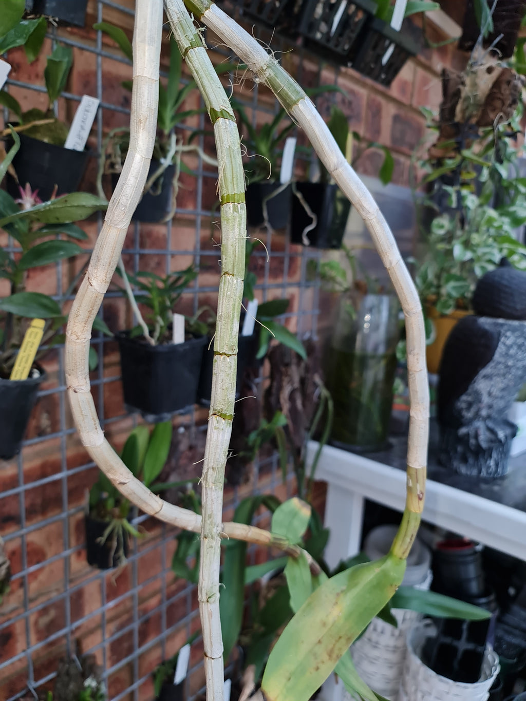 Fragrant Dendrobium Pulchellum (From India)