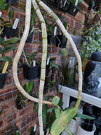 Fragrant Dendrobium Pulchellum (From India)