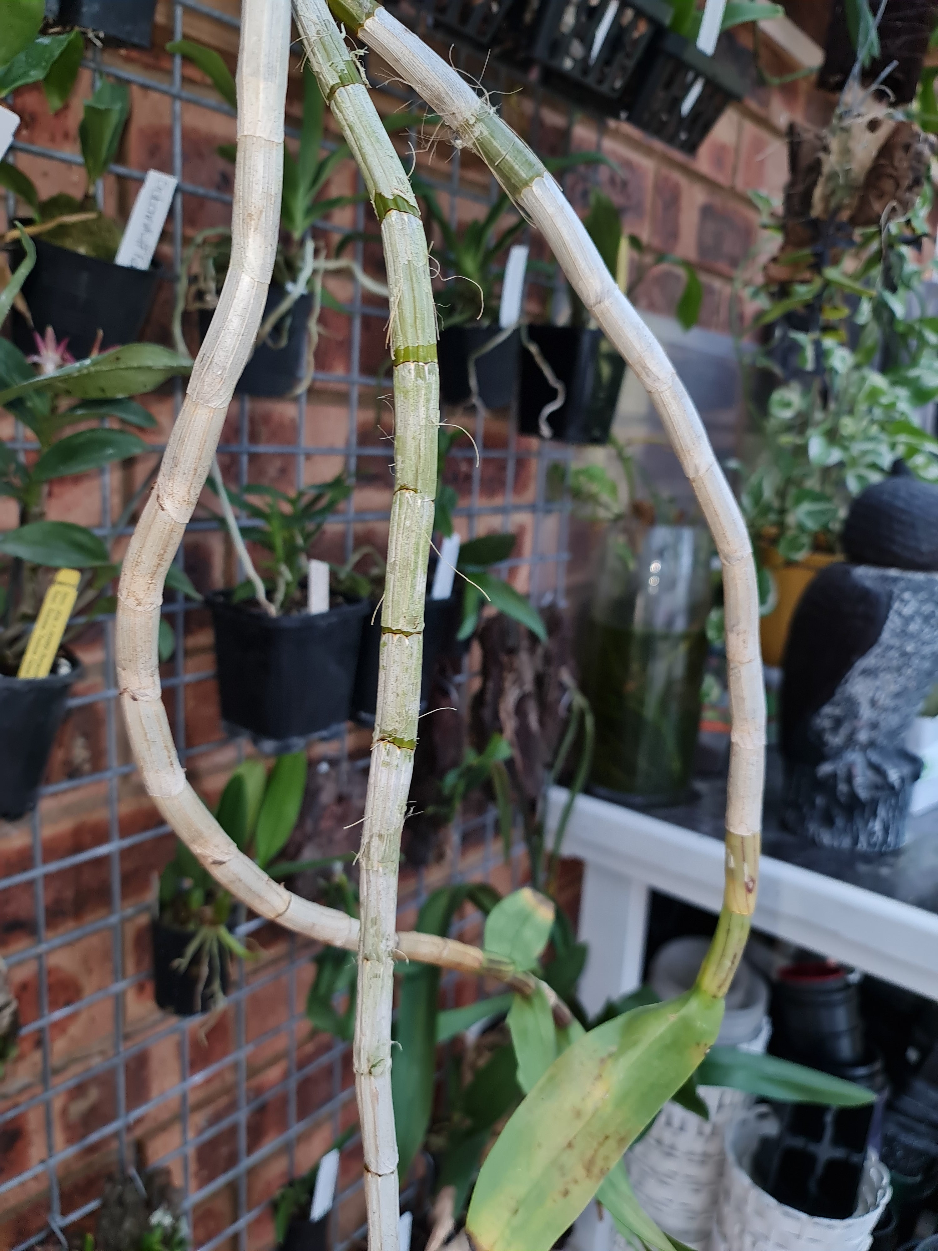 Fragrant Dendrobium Pulchellum (From India)