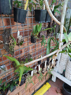 Fragrant Dendrobium Pulchellum (From India)