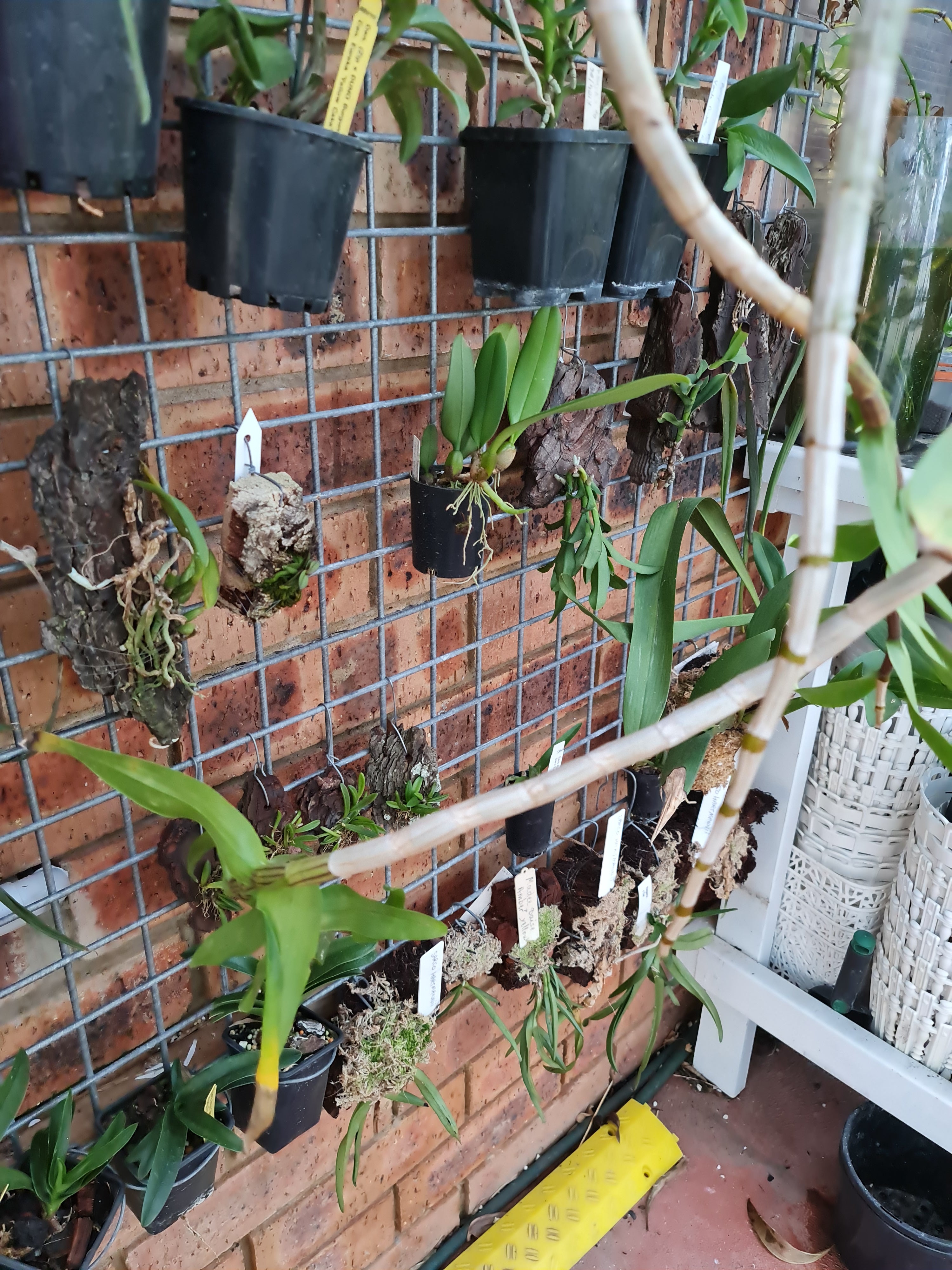 Fragrant Dendrobium Pulchellum (From India)