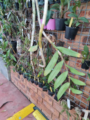 Fragrant Dendrobium Pulchellum (From India)