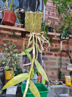Fragrant Dendrobium Pulchellum (From India)