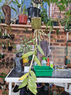 Fragrant Dendrobium Pulchellum (From India)