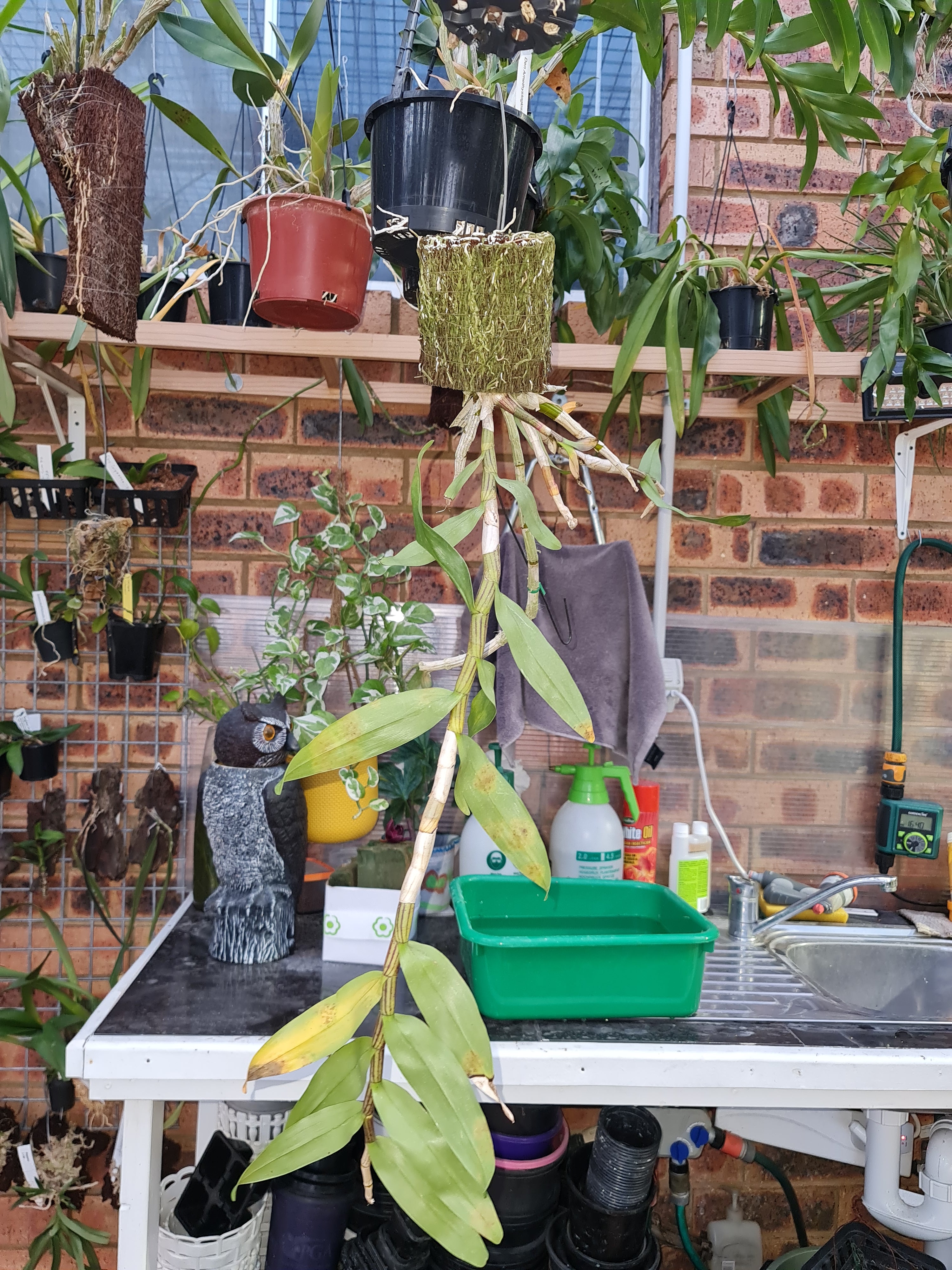 Fragrant Dendrobium Pulchellum (From India)
