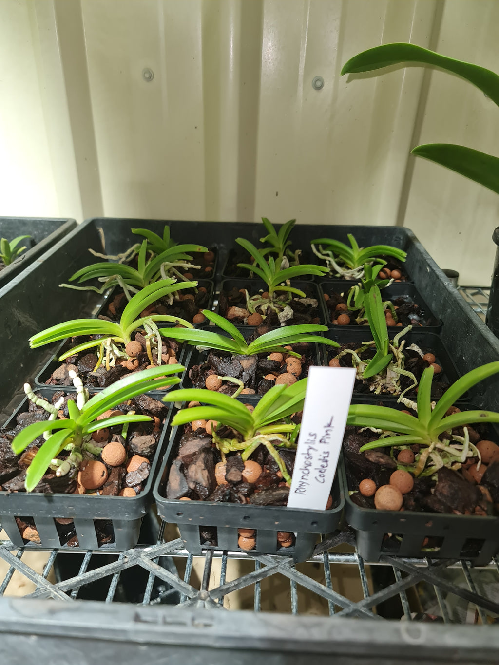 Rhynchostylis Coelestis Pink (Fragrant)