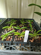 Rhynchostylis Coelestis Pink (Fragrant)