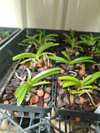 Rhynchostylis Coelestis Pink (Fragrant)