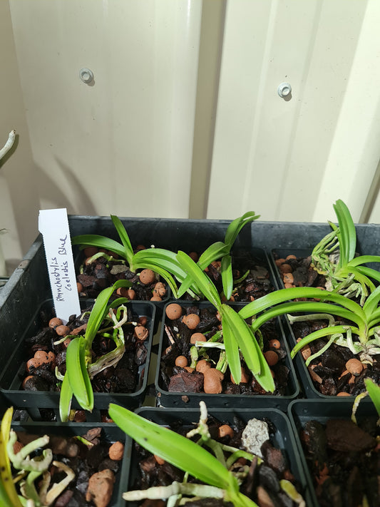 Rhynchostylis Coelestis  Blue ( Sky Blue Species)