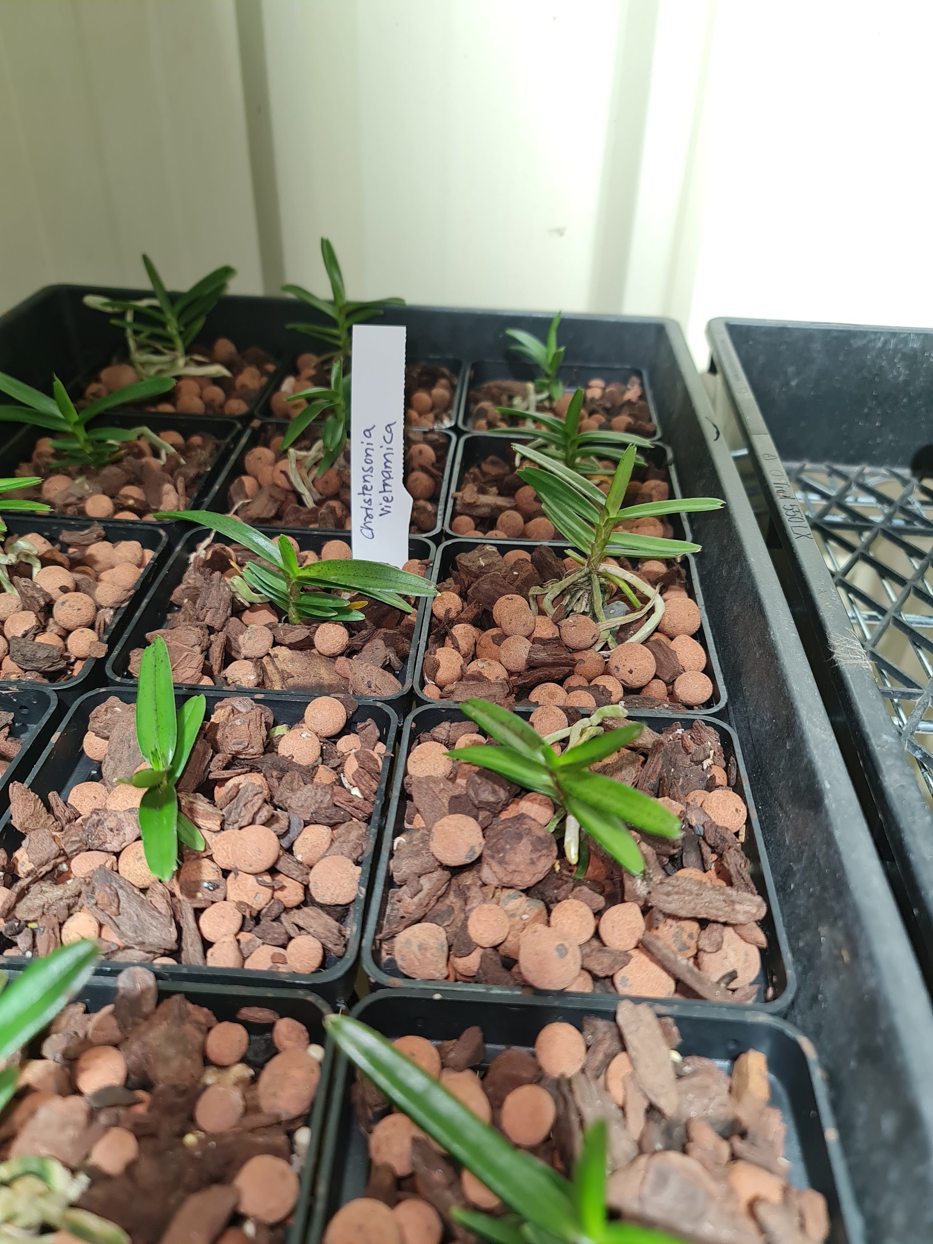 The Vietnamese Christensonia (Species) Secondary image