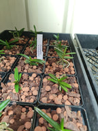 The Vietnamese Christensonia (Species)