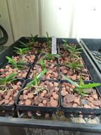 The Vietnamese Christensonia (Species)