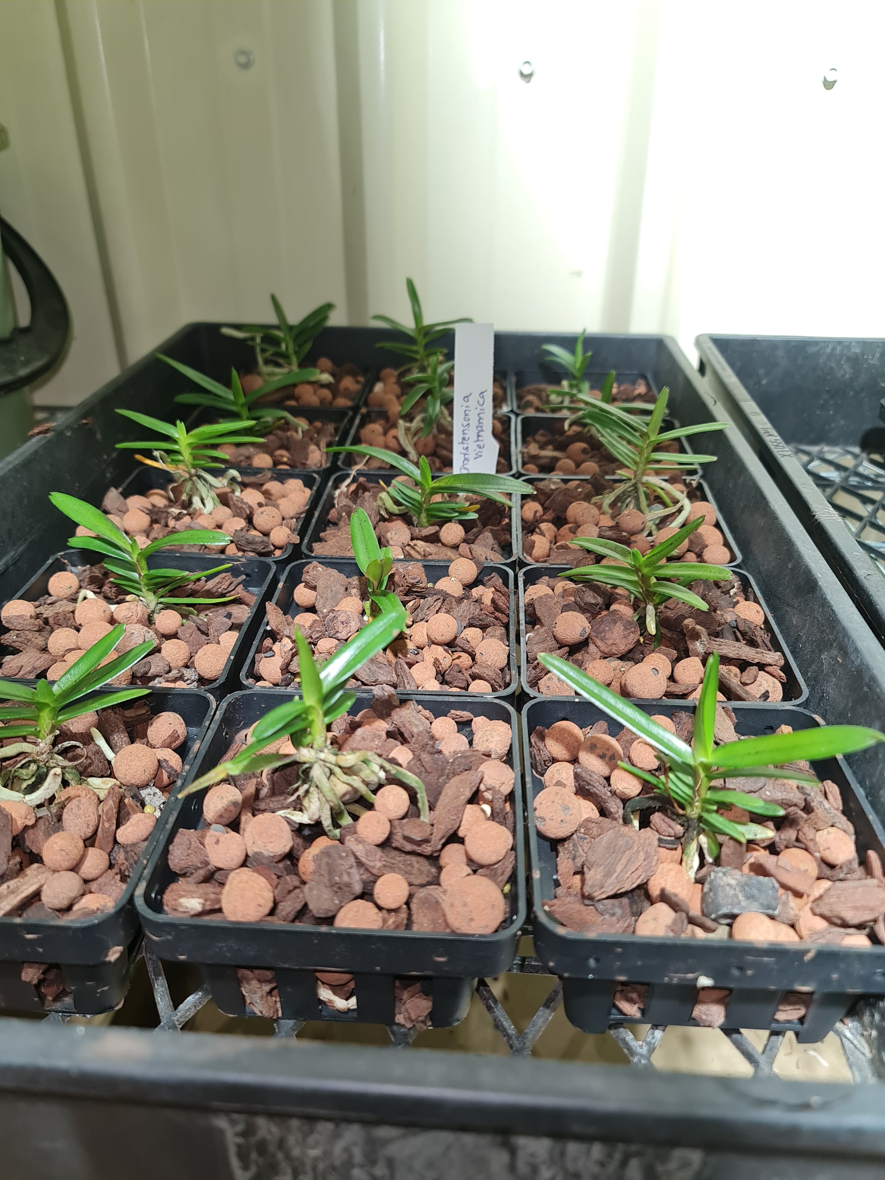 The Vietnamese Christensonia (Species)