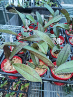 Psychopsis Mendenhall ‘Hildos’ ( Butterfly Orchid) Long Lasting flowers