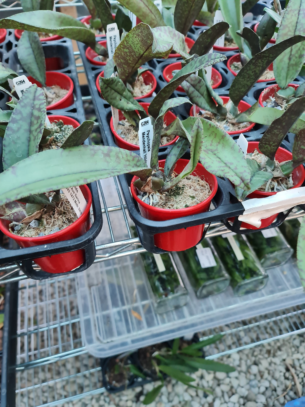 Psychopsis Mendenhall ‘Hildos’ ( Butterfly Orchid) Long Lasting flowers