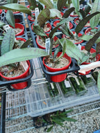 Psychopsis Mendenhall ‘Hildos’ ( Butterfly Orchid) Long Lasting flowers