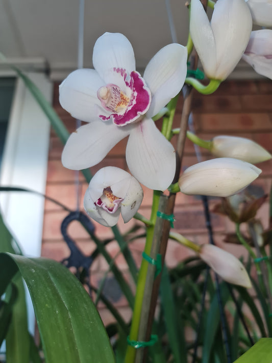 (Flowering Now) White Cymbidium