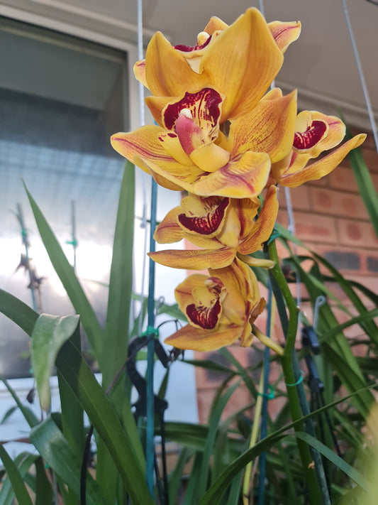 Flowering Now Cymbidium