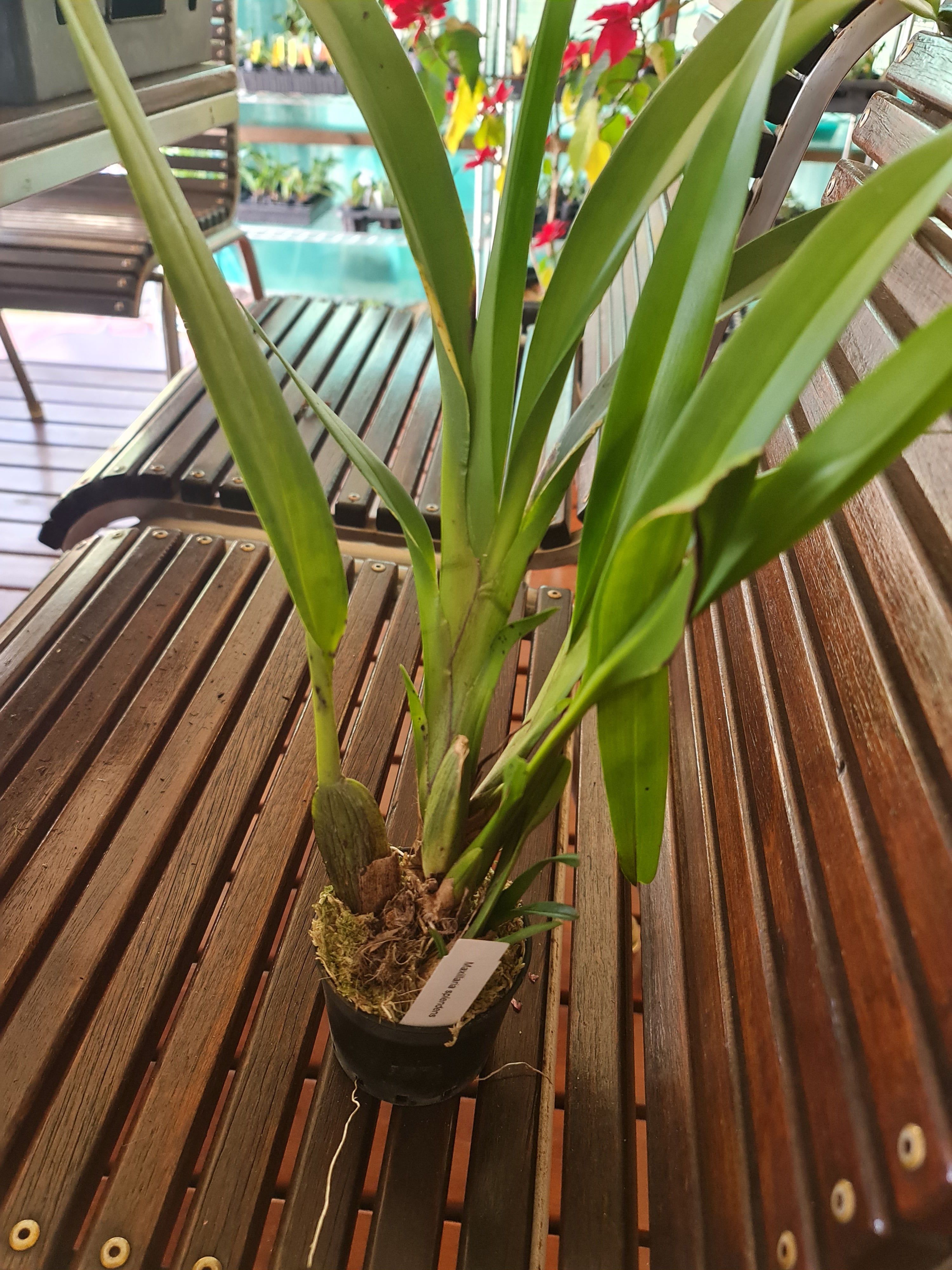 Maxillaria Splendens (Species From Peru) Secondary image