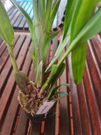 Maxillaria Splendens (Species From Peru)