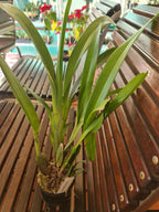 Maxillaria Splendens (Species From Peru)