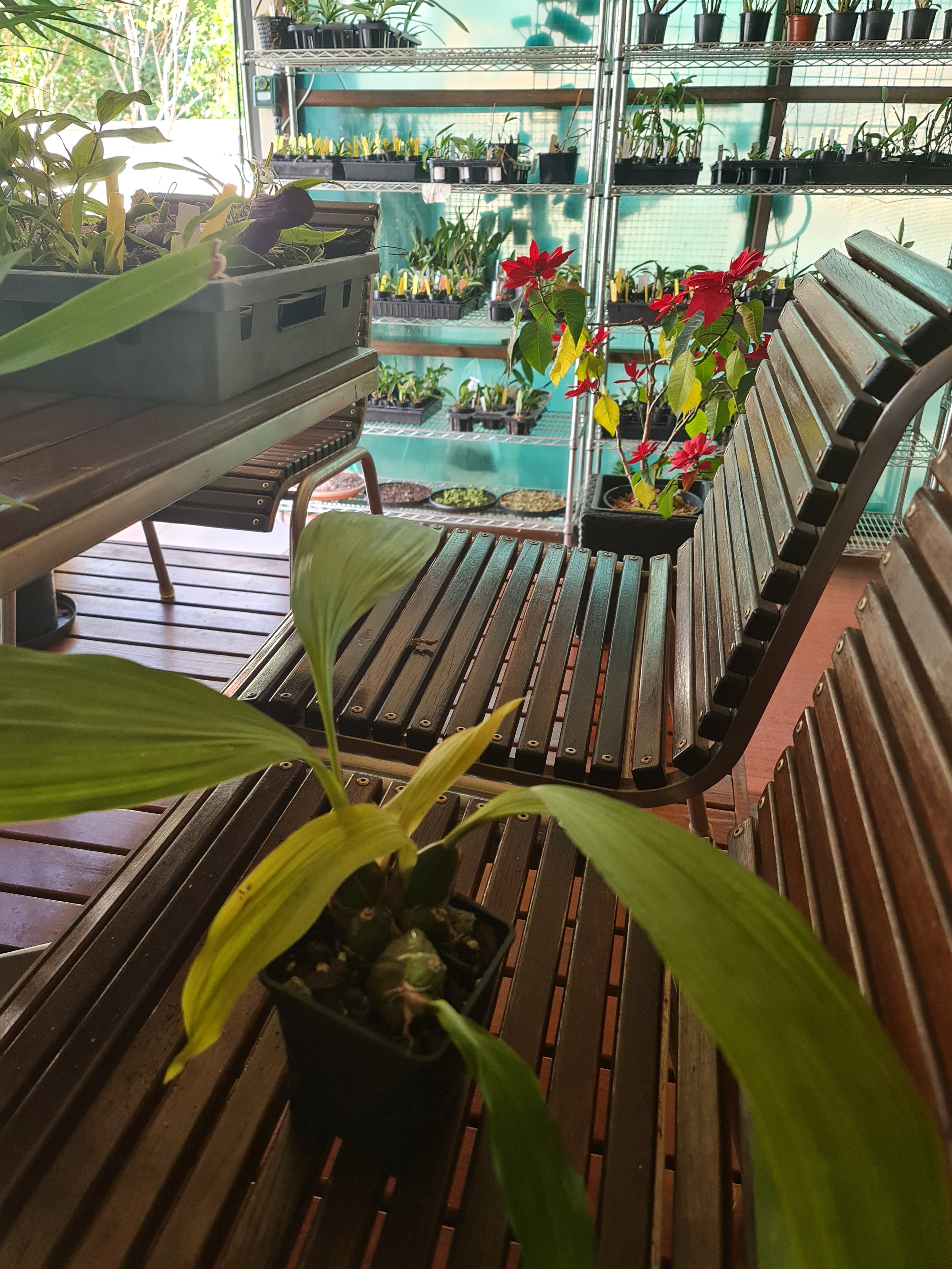 Lycaste Deppei (Fragrant Species From Mexico)