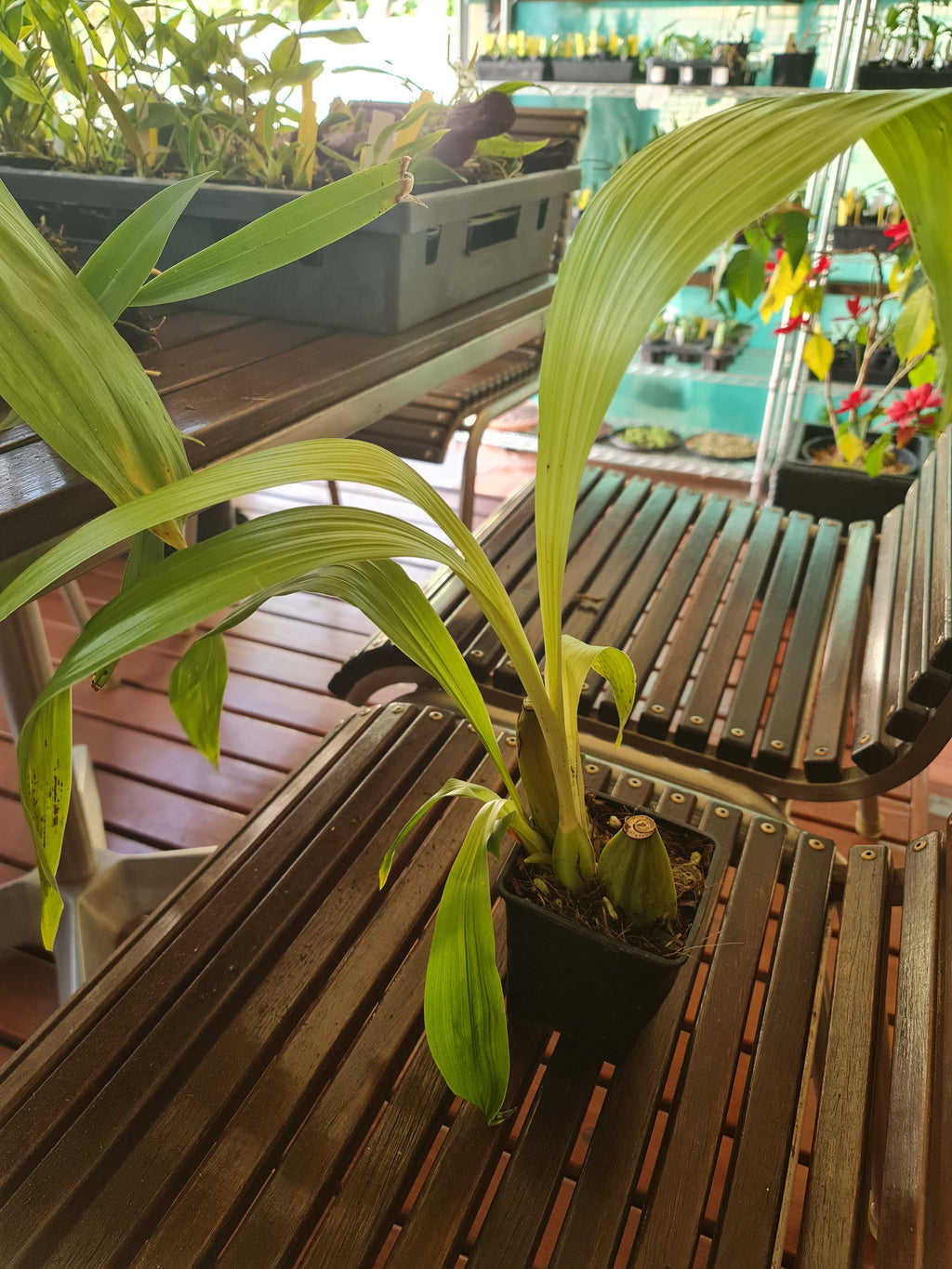 Lycaste Aromatica ( Fragrant Species)