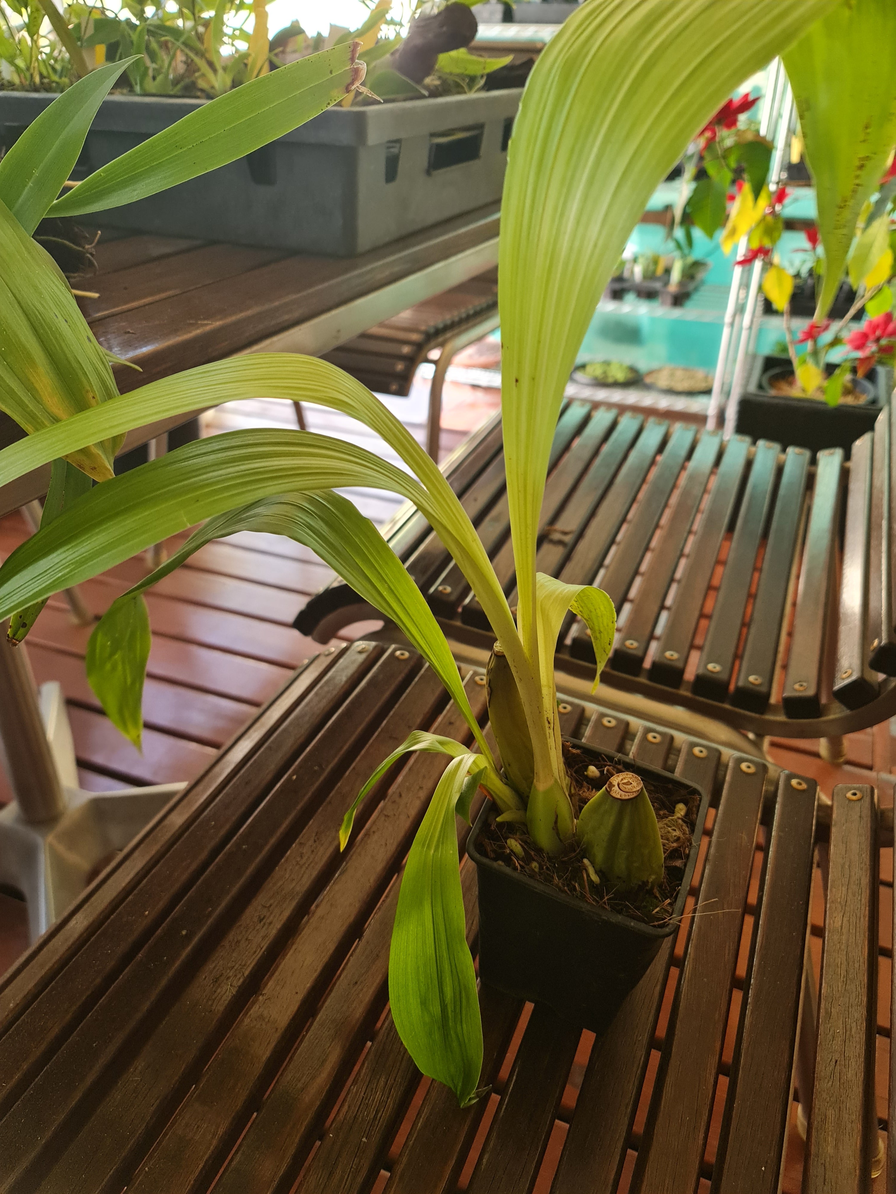 Lycaste Aromatica ( Fragrant Species)