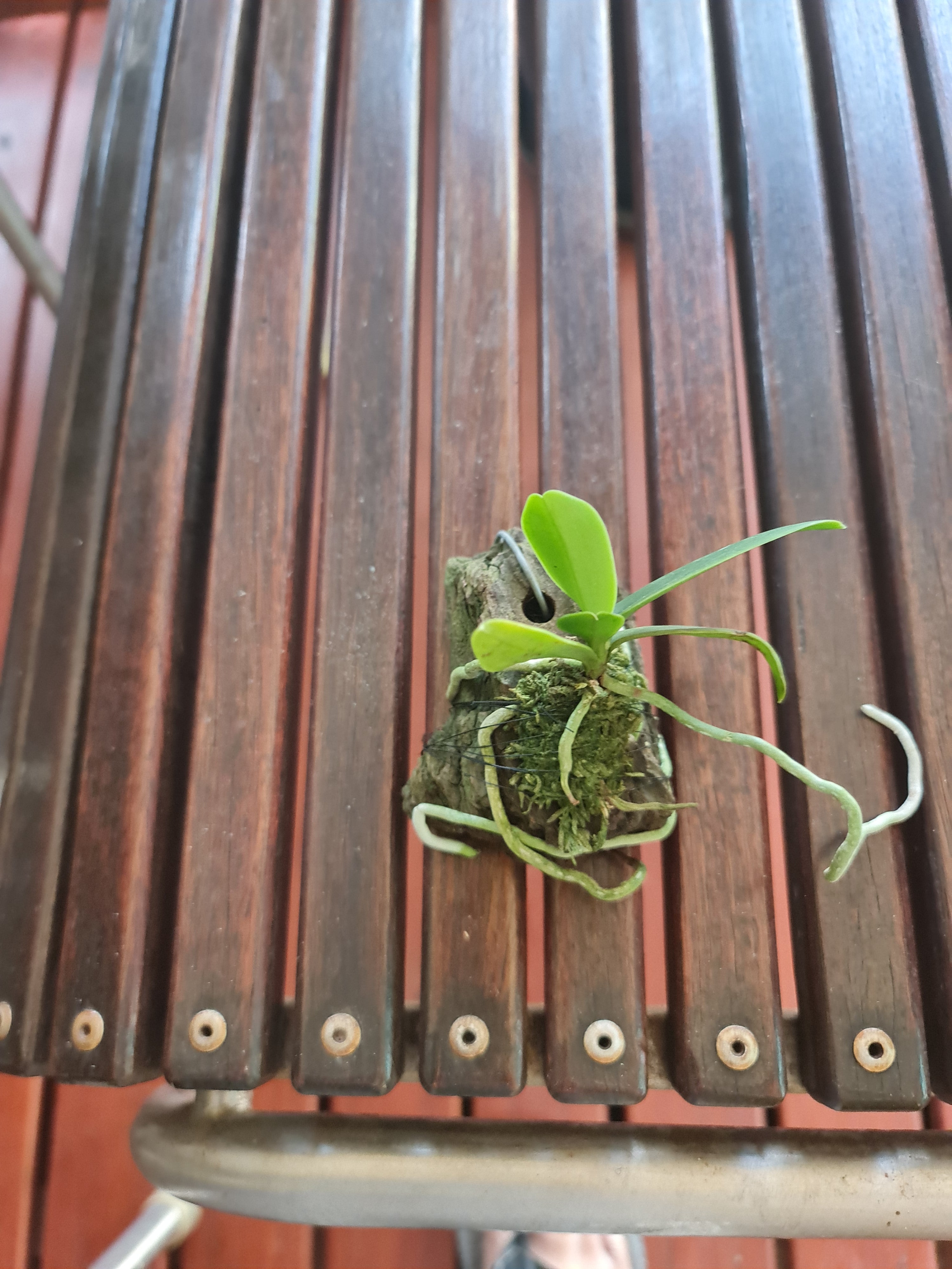 Sedirea Japonica (Fragrant Species From Japan)