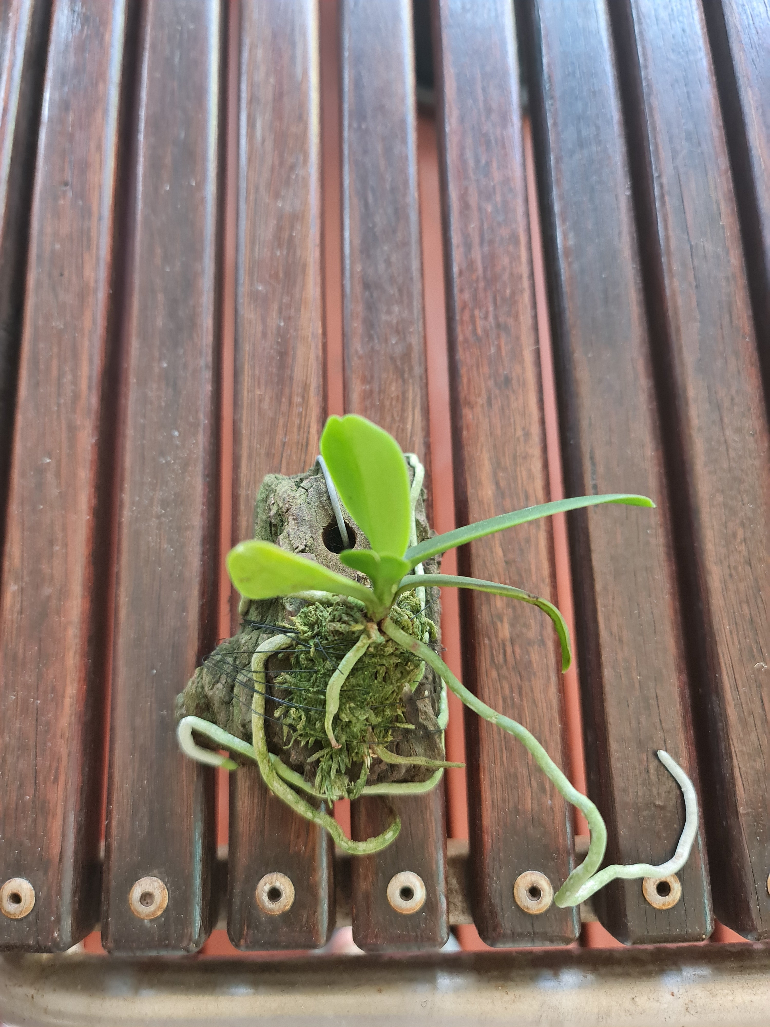 Sedirea Japonica (Fragrant Species From Japan)